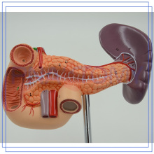 PNT-0470 life size Modelo de pâncreas para humanos